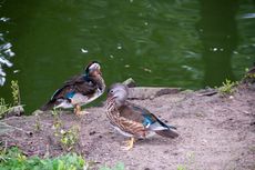 Mandarinente (3 von 3).jpg